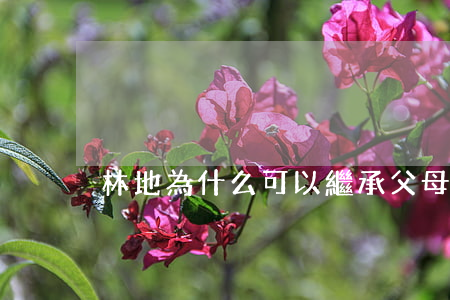 林地為什么可以繼承(父母的地皮可以繼承嗎)