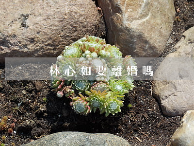 林心如要離婚嗎