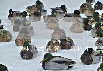 林生斌青菀離婚(林生斌青菀離婚)