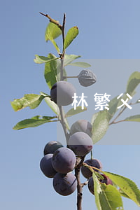 林繁父母離婚原因