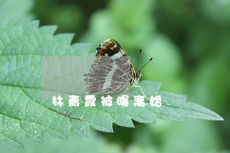 林青霞被曝离婚