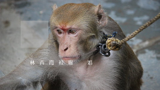 林青霞被曝離婚
