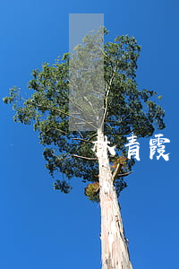 林青霞離婚