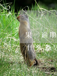 果條逾期 百度網(wǎng)盤(果條貸款是什么意思)