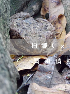 柏鄉(xiāng)債務(wù)糾紛律師費用(債務(wù)糾紛辯護律師收費)