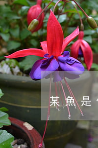某魚是什么平臺