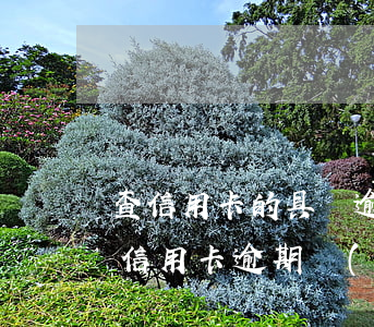 查信用卡的具體逾期時(shí)間(怎么查信用卡逾期時(shí)間)