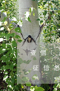 查個(gè)人征信怎么查(查個(gè)人征信怎么查)