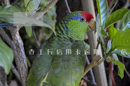 查工行信用卡逾期記錄(信用卡 逾期記錄)