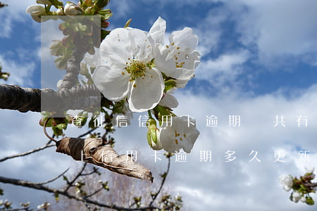 查征信信用卡逾期總共有5個1-征信報告上信用卡逾期多久更新
