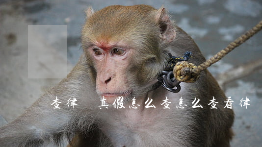 查律師真假怎么查(怎么查看律師事務所真假)