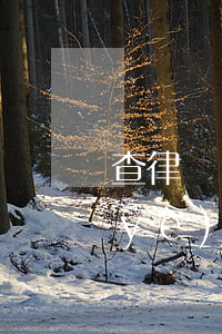 查律師資格證怎么查(律師執(zhí)業(yè)資格證在哪里查)