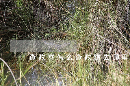 查政審怎么查(政審去哪里查)