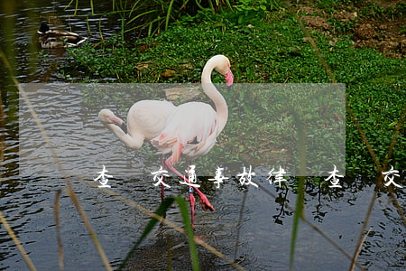 查詢交通事故律師(查詢交通事故律師)