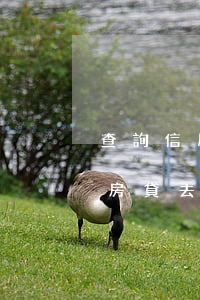 查詢信用卡逾期app(查詢信用卡逾期能否房貸去什么地方查)