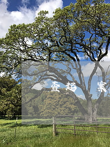 查起訴案件怎么查
