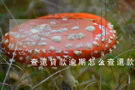 查還貸款逾期怎么查(還款逾期怎么查詢)