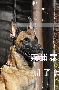 柬埔寨工作簽證逾期了-柬埔寨工作簽證逾期了怎么處理