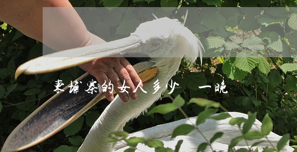 柬埔寨的女人多少錢一晚