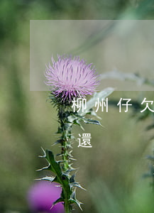柳州仔欠信用卡視頻-柳州哪里有信用卡代還