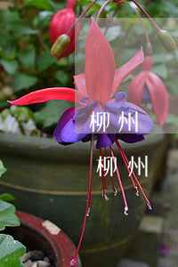 柳州債權(quán)債務(wù)律師-柳州債務(wù)公司