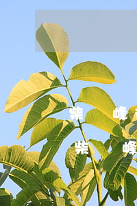 柴曉峰律師個(gè)人簡(jiǎn)介(柴曉峰律師畢業(yè)院校)