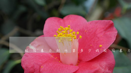 校园暴力起诉要多少钱(校园暴力算犯法吗)