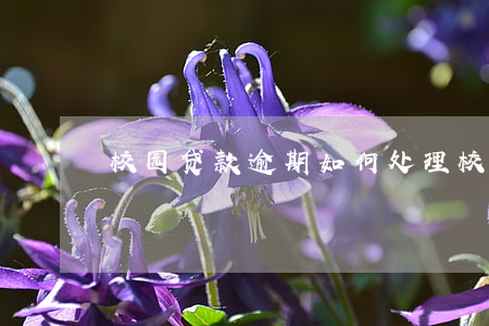 校园贷款逾期如何处理(校园贷违法)
