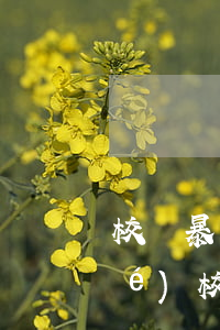 校園暴力有關(guān)法律(大學(xué)校園暴力有關(guān)法律)