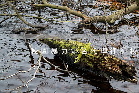校園暴力知名代理律師(校園暴力律師咨詢(xún))