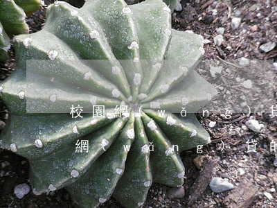 校園網(wǎng)貸逾期還款的影響(校園網(wǎng)貸的后果)