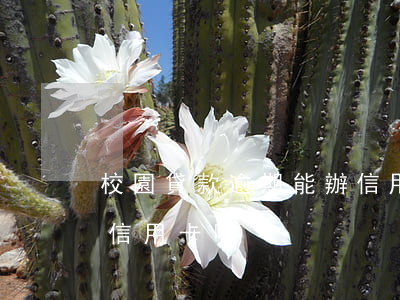 校園貸款逾期能辦信用卡么(有貸款逾期能辦信用卡嗎)