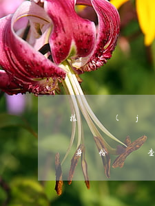 根據(jù)身份證號(hào)查地址(用身份證查地址)