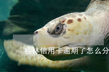桂林信用卡逾期了怎么分期