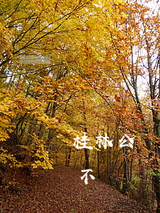 桂林公積金查詢(桂林公積金查詢官網怎么打不開)