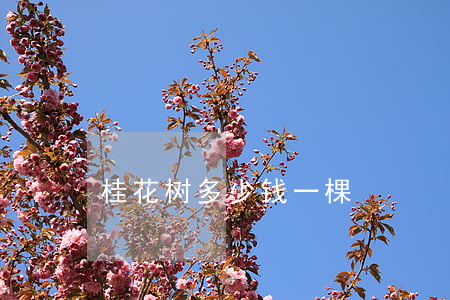 桂花树多少钱一棵