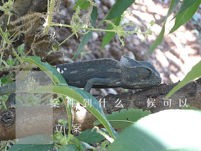 案件到什么時候可以請律師(請律師多久可以立案)