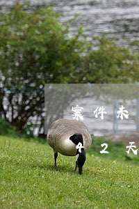 案件未交檢查院之前最多拘留幾天(刑事拘留42天檢查院還在審查)