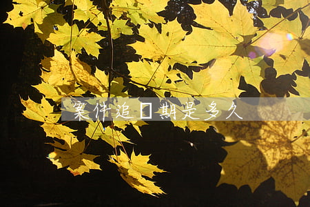案件追訴期是多久