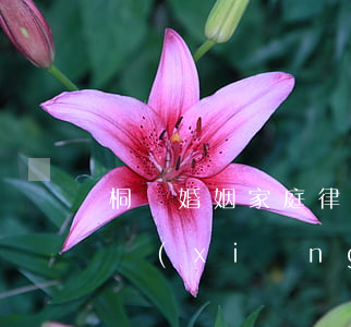 桐廬婚姻家庭律師打官司費(fèi)用(桐鄉(xiāng)婚姻律師事務(wù)所在哪里)