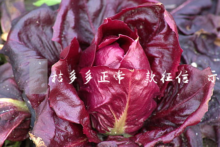 桔多多正常還款征信顯示逾期嗎-