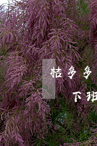 桔多多網(wǎng)貸催收 桔多多催收幾點下班