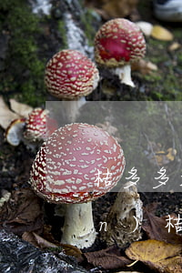 桔多多起訴凍結(jié)微信錢(qián)(桔多多逾期會(huì)凍結(jié)微信嗎)