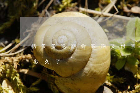 桔多多逾期会影响支付宝吗 桔多多你们逾期多久了