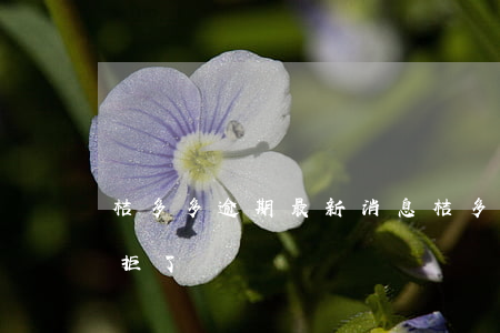 桔多多逾期最新消息(桔多多逾期过一次,就被拒了)