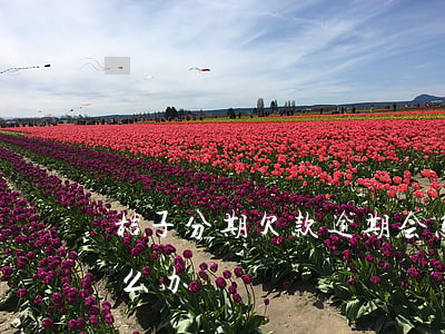 桔子分期欠款逾期会怎么样(桔子借款逾期怎么办)