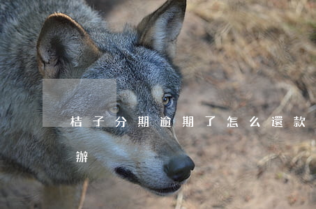 桔子分期逾期了怎么還款(桔子借款逾期怎么辦)