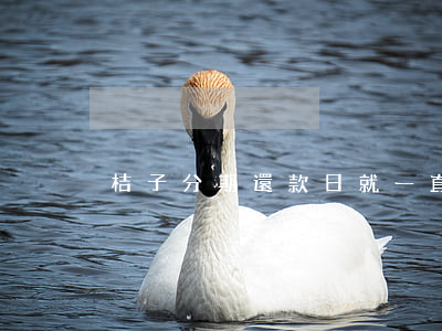 桔子分期還款日就一直打電話嗎-