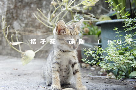 桔子花唄逾期會(huì)怎么樣