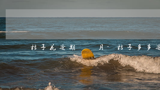桔子花逾期幾個月-桔子多多逾期